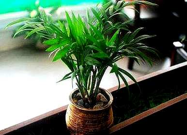 养花公认的万能土壤是什么，养花的土壤是什么？