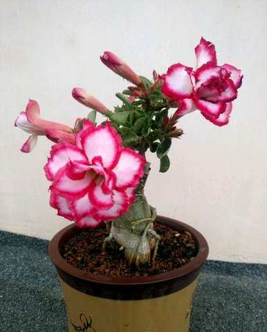 如何饲养沙漠玫瑰开花视频教程，如何饲养沙漠玫瑰开花