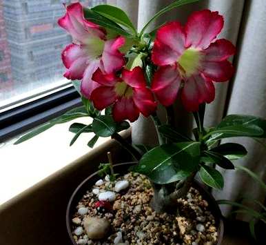 如何饲养沙漠玫瑰开花视频教程，如何饲养沙漠玫瑰开花
