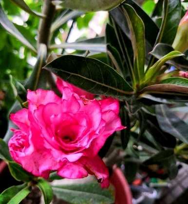 如何饲养沙漠玫瑰开花视频教程，如何饲养沙漠玫瑰开花