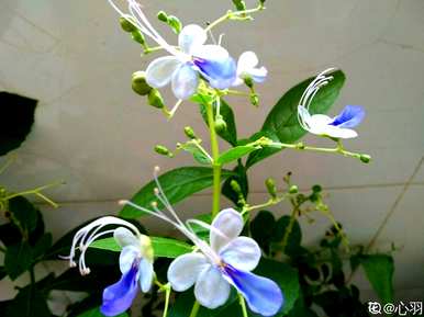 可食用的蓝花有哪些，蓝花有哪些？