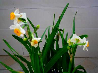 如何发芽水仙花种子，如何饲养水仙花种子