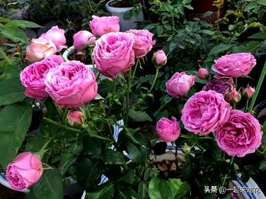 盆栽月季夏季如何保养好看，盆栽月季夏季如何保养