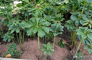 如何种植重楼才能快速生长？