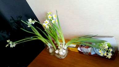 如何养水仙花种球，如何养最好的水仙花