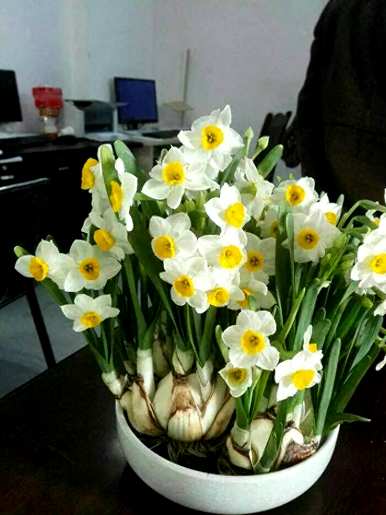 如何养水仙花种球，如何养最好的水仙花