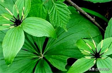 如何种植重楼才能快速生长？