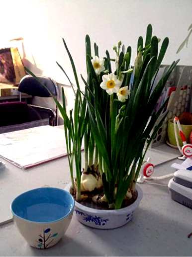 如何养水仙花种球，如何养最好的水仙花