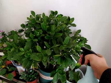 栀子花的花期有多长，栀子花的花期有多长？