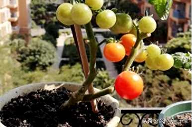 小番茄盆栽的叶子也应该去掉吗？如何种植小番茄盆栽植物？