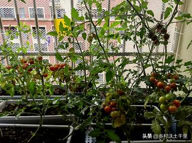 小番茄盆栽的叶子也应该去掉吗？如何种植小番茄盆栽植物？