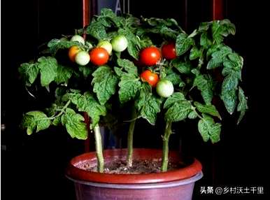 小番茄盆栽的叶子也应该去掉吗？如何种植小番茄盆栽植物？