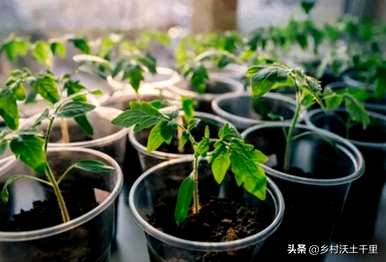 小番茄盆栽的叶子也应该去掉吗？如何种植小番茄盆栽植物？