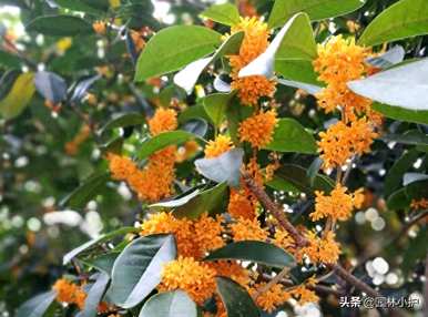 桂花树品种最好，桂花树品种有结果