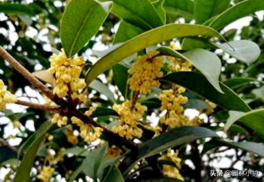 桂花树品种最好，桂花树品种有结果