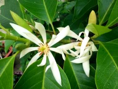 白兰花怎么养才能长得好，白兰花和茉莉花哪个好养？