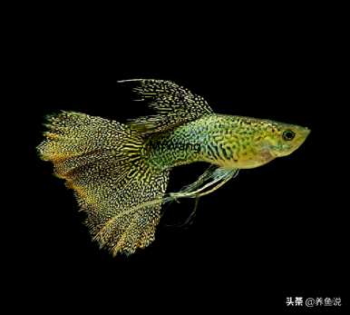 孔雀鱼怎么长得快，净化水怎么长得快？