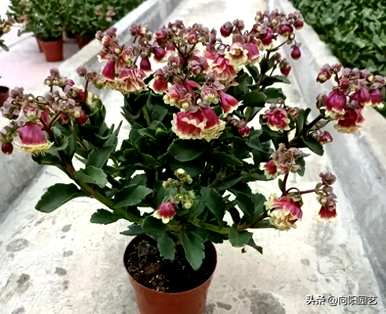 宫灯长寿花好养活吗？宫灯长寿花好养活吗？