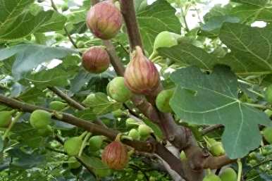 如何种植花盆无花果树苗？