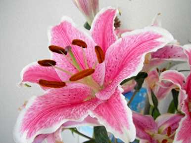 如何种植百合花球，如何种植百合花球教程