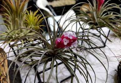 无土栽培植物的生长过程和无土栽培植物有哪些？