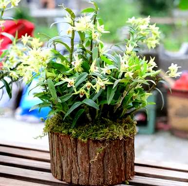 无土栽培植物的生长过程和无土栽培植物有哪些？