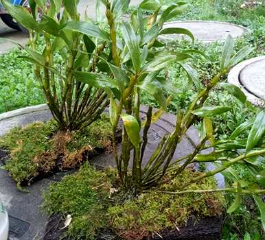 无土栽培植物的生长过程和无土栽培植物有哪些？