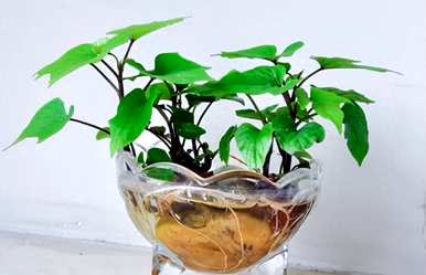 无土栽培植物的生长过程和无土栽培植物有哪些？