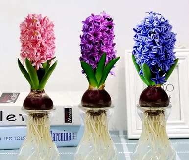 无土栽培植物的生长过程和无土栽培植物有哪些？