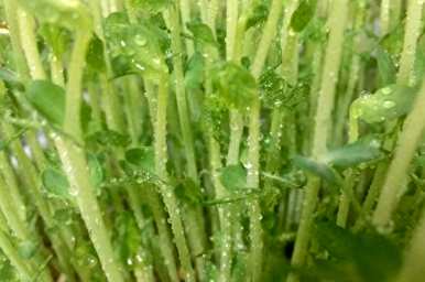 芽苗种植效益分析，如何种植芽苗技术