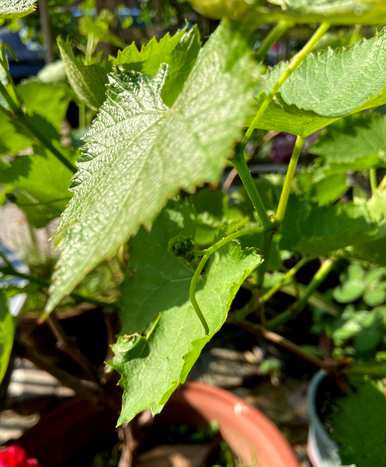 阳台夏黑葡萄种植技术，如何种植阳台葡萄