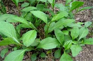 寿光马兰花种植基地如何种植马兰花