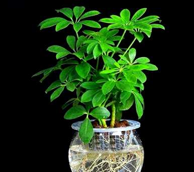 如何养鹅掌柴花，如何养鹅掌柴才能长得好