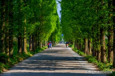 高速公路行道树种有哪些树种？