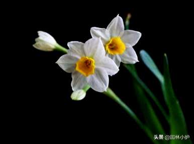 水仙花有哪些品种，水仙花有哪些品种？