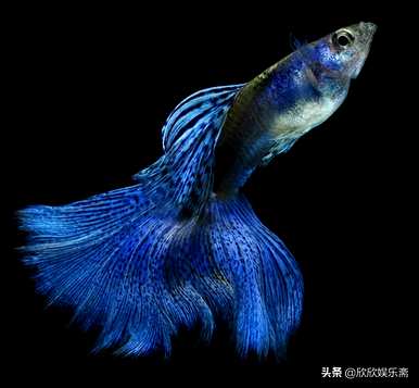 如何养银凤鱼观赏鱼？观赏鱼最好养什么鱼？