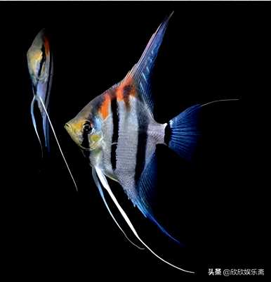 如何养银凤鱼观赏鱼？观赏鱼最好养什么鱼？