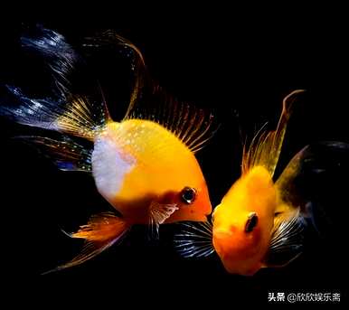 如何养银凤鱼观赏鱼？观赏鱼最好养什么鱼？