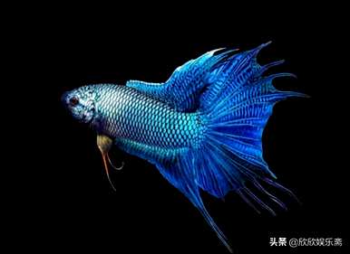 如何养银凤鱼观赏鱼？观赏鱼最好养什么鱼？