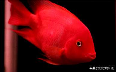 如何养银凤鱼观赏鱼？观赏鱼最好养什么鱼？