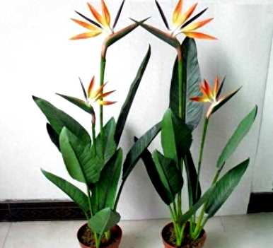 北方养鹤望兰能开花吗？怎样养鹤望兰才能开花？