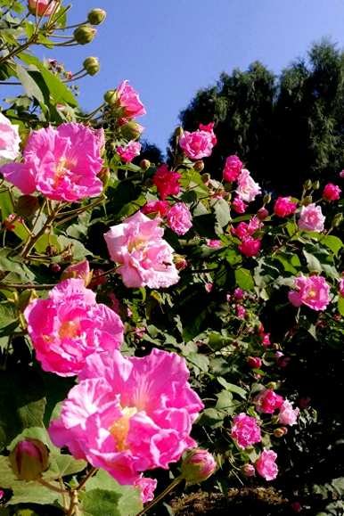 芙蓉花怎么养才能开花？芙蓉花的开花季节是几个月？