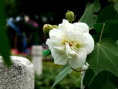 芙蓉花怎么养才能开花？芙蓉花的开花季节是几个月？