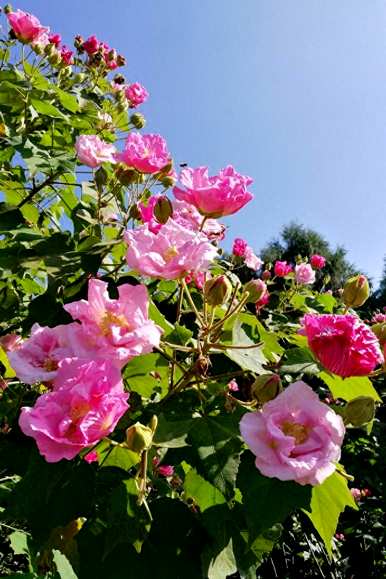 芙蓉花怎么养才能开花？芙蓉花的开花季节是几个月？
