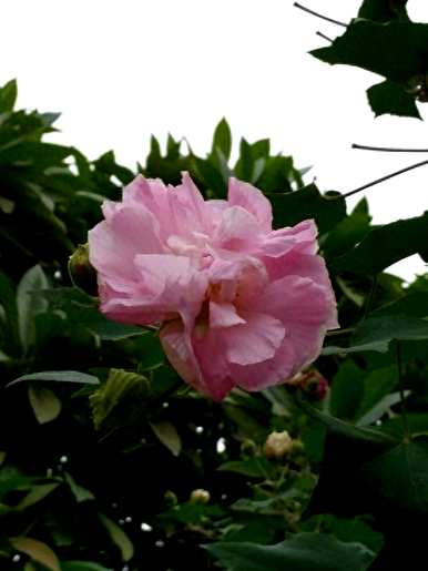 芙蓉花怎么养才能开花？芙蓉花的开花季节是几个月？