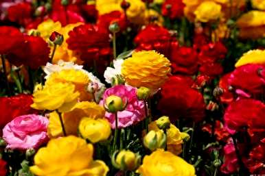 如何维护花毛颉花瓶？