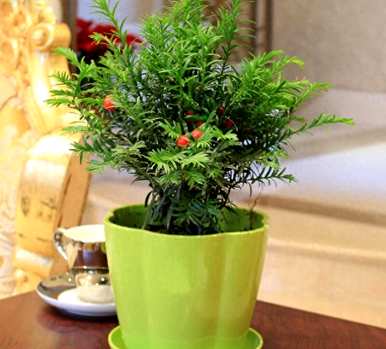 如何种植盆栽红豆杉，红豆杉盆栽图片原图