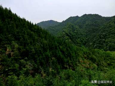 杉木种植技术的全过程，如何种植杉木才能快速生长
