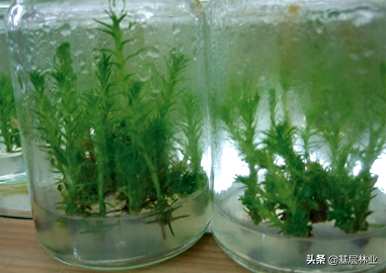 杉木种植技术的全过程，如何种植杉木才能快速生长