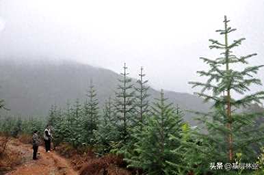 杉木种植技术的全过程，如何种植杉木才能快速生长